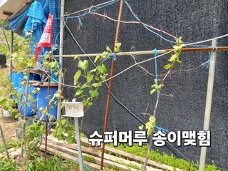 안승호님의 참깨 · 영농일지 작성글 사진