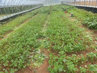 농민님의 들깨 · 영농일지 작성글 사진