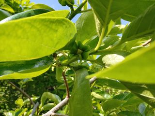 단감당감님의 감 · 영농일지 작성글 사진