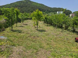 진전님의 기타작물 · 영농일지 작성글 사진
