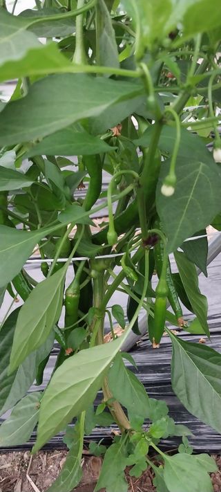 이사룡님의 고추 · 영농일지 작성글 사진