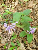 팜모닝 기타작물·영농일지 게시글 이미지