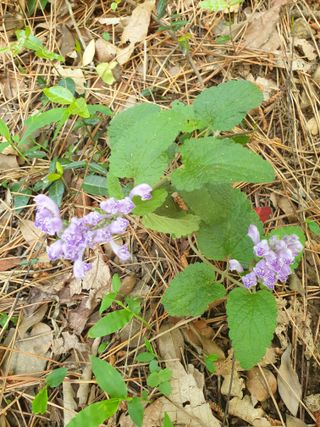 김윤숙님의 기타작물 · 영농일지 작성글 사진