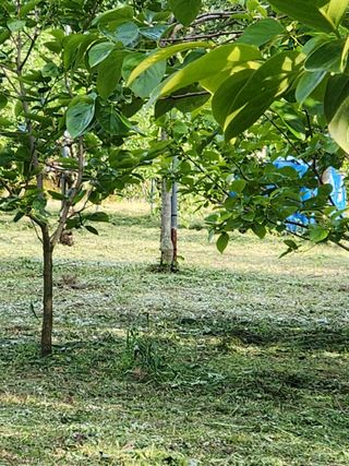 키다리님의 감 · 영농일지 작성글 사진