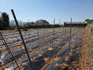 화니네농장님의 기타작물 · 영농일지 작성글 사진