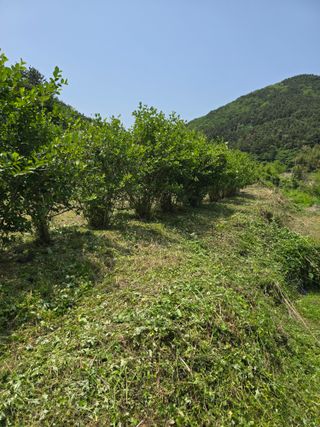 진전님의 기타작물 · 영농일지 작성글 사진
