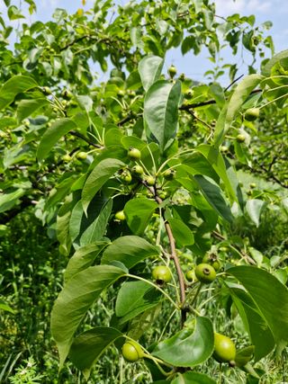 매실향기차향기님의 매실 · 영농일지 작성글 사진