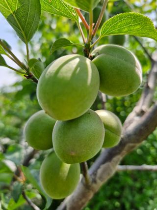 매실향기차향기님의 매실 · 영농일지 작성글 사진