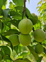 팜모닝 매실·영농일지 게시글 이미지