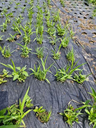 매실향기차향기님의 매실 · 영농일지 작성글 사진
