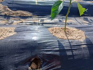 최남옥님의 기타작물 · 영농일지 작성글 사진