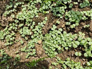 매실향기차향기님의 매실 · 영농일지 작성글 사진