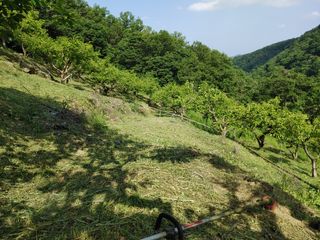 단감당감님의 감 · 영농일지 작성글 사진