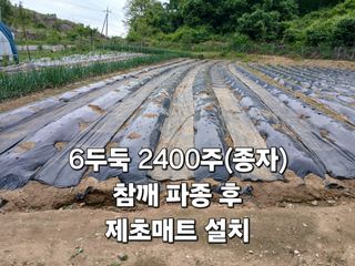 안승호님의 참깨 · 영농일지 작성글 사진