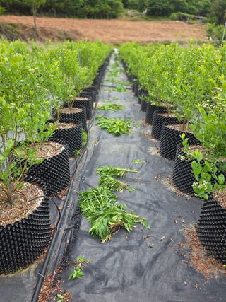 정재철님의 블루베리 · 영농일지 작성글 사진