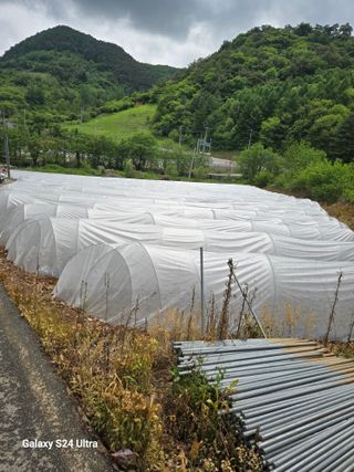 gigibae111님의 고추 · 영농일지 작성글 사진