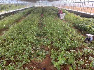 농민님의 들깨 · 영농일지 작성글 사진