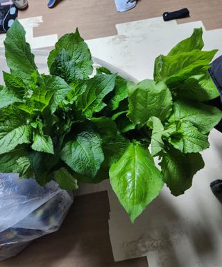 스마일00님의 기타작물 · 영농일지 작성글 사진