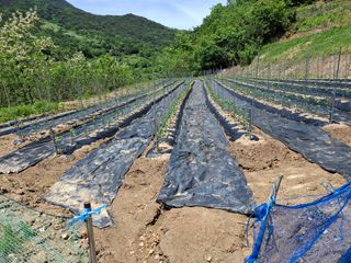 김광자님의 기타작물 · 영농일지 작성글 사진