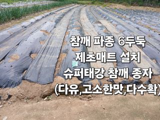 안승호님의 참깨 · 영농일지 작성글 사진