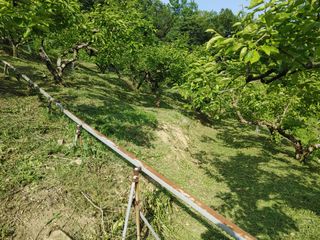 단감당감님의 감 · 영농일지 작성글 사진