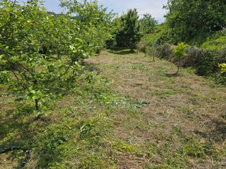 진전님의 기타작물 · 영농일지 작성글 사진