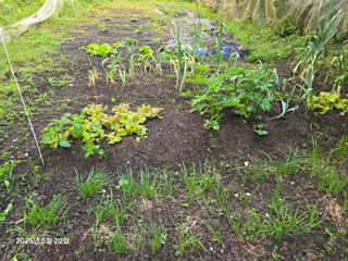 Captain김상곤님의 호박 · 영농일지 작성글 사진