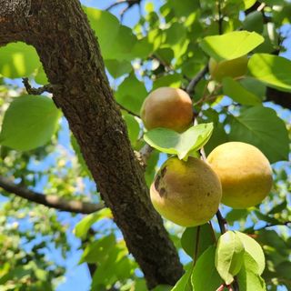 김육환님의 기타작물 · 영농일지 작성글 사진