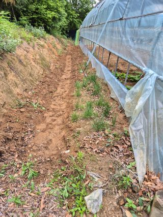 호랑이별님의 기타작물 · 영농일지 작성글 사진