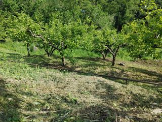 단감당감님의 감 · 영농일지 작성글 사진