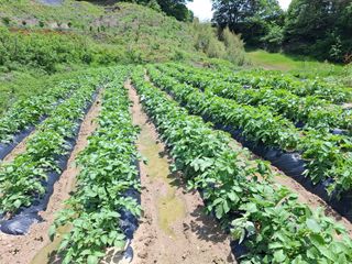 김광자님의 기타작물 · 영농일지 작성글 사진