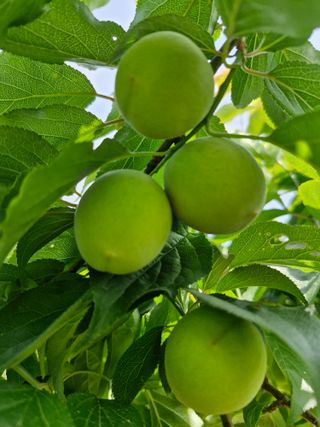 매실향기차향기님의 매실 · 영농일지 작성글 사진