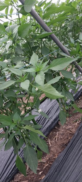 이사룡님의 고추 · 영농일지 작성글 사진