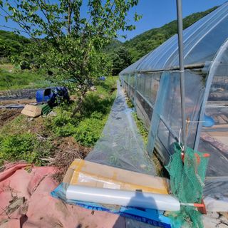 우묵골님의 고추 · 영농일지 작성글 사진