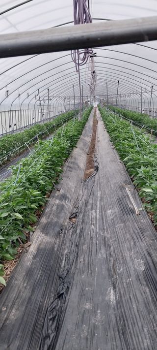 이사룡님의 고추 · 영농일지 작성글 사진