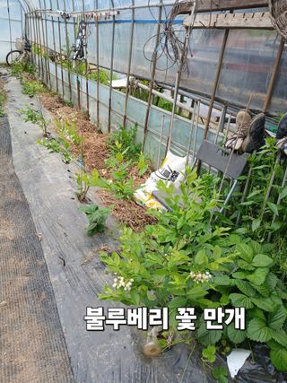 안승호님의 참깨 · 영농일지 작성글 사진