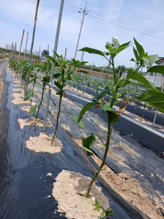 최남옥님의 기타작물 · 영농일지 작성글 사진