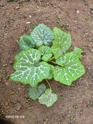 Captain김상곤님의 호박 · 영농일지 작성글 사진