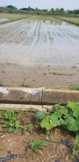 팜모닝 고구마·영농일지 게시글 이미지