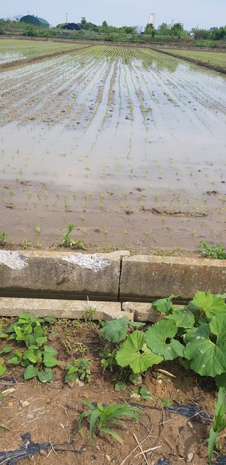 수원농군님의 고구마 · 영농일지 작성글 사진