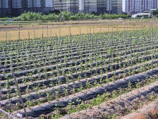 우리농원님의 사과 · 영농일지 작성글 사진
