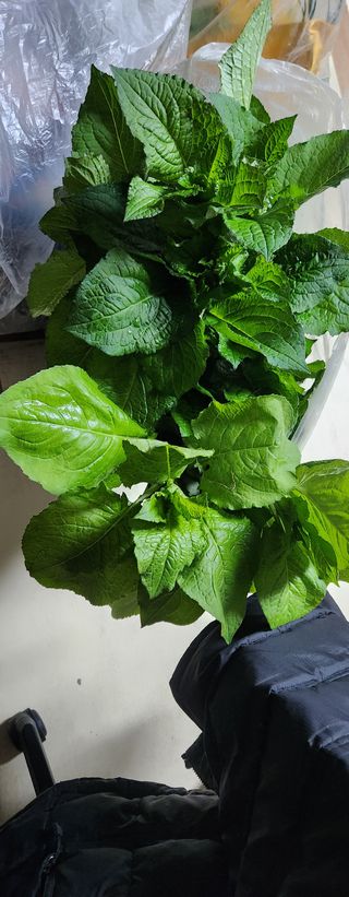 스마일00님의 기타작물 · 영농일지 작성글 사진