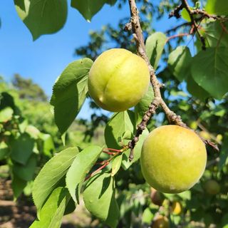 김육환님의 기타작물 · 영농일지 작성글 사진