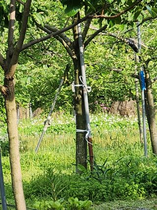 키다리님의 감 · 영농일지 작성글 사진