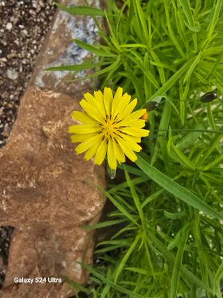 gigibae111님의 고추 · 영농일지 작성글 사진