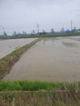 최연금님의 벼 · 영농일지 작성글 사진