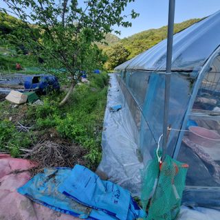 우묵골님의 고추 · 영농일지 작성글 사진