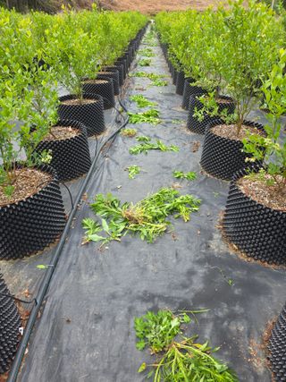 정재철님의 블루베리 · 영농일지 작성글 사진