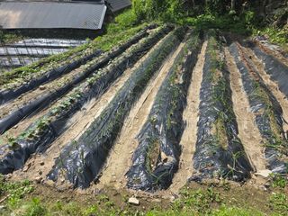 진전님의 기타작물 · 영농일지 작성글 사진