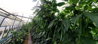 박기룡님의 기타작물 · 영농일지 작성글 사진